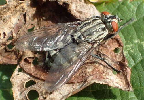 Sarcophaga sp.